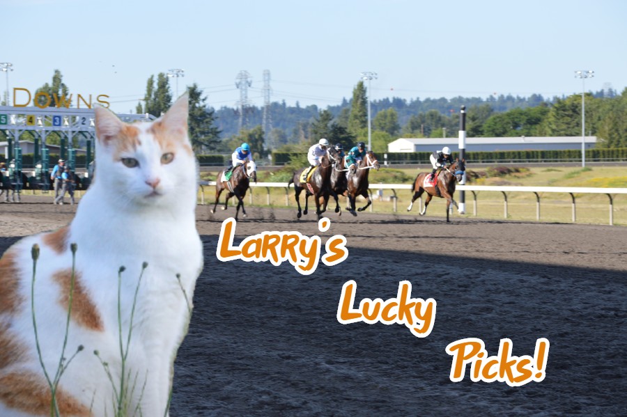 Larrys-lucky-picks (1)