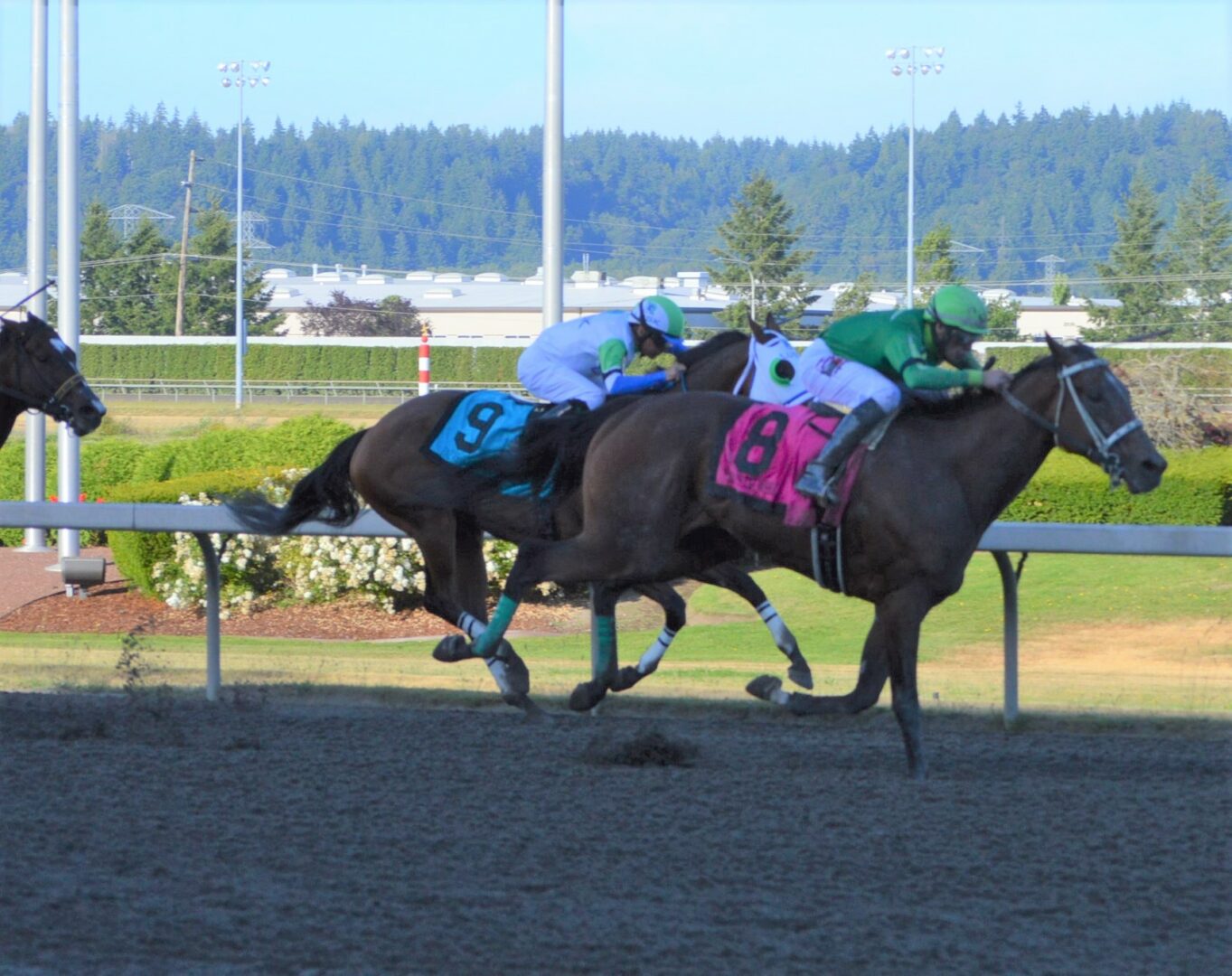 Race 8 Slews Tiz Whiz takes the lead over Ppas Golden Boy