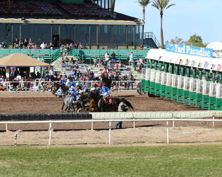 turf paradise 1
