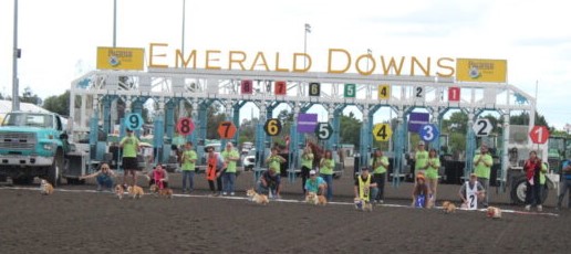 em corgi start